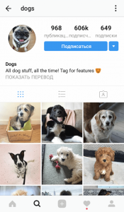 Домашние животные в Instagram